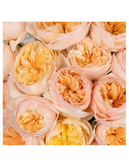 David Austin  Garden Rose Peach Juliet 100 STEMS