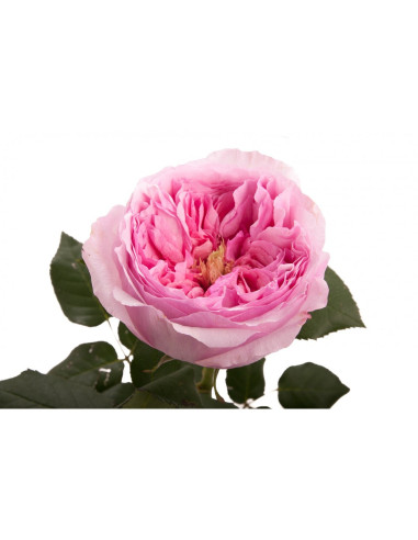 Garden Rose Light Pink "Carey" 36 Stems