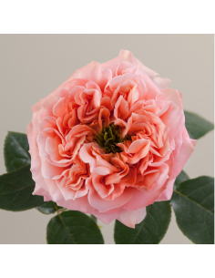 Garden Rose Mandarin Expression 125 stems