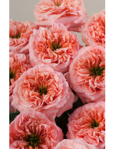 Garden Rose Mandarin Expression 125 stems 2