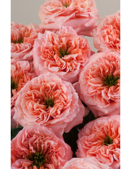 Garden Rose Mandarin Expression 125 stems