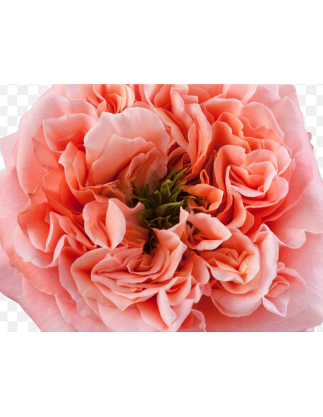 Garden Rose Mandarin Expression 125 stems