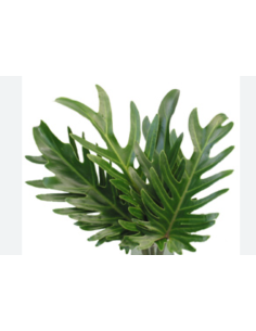 Xanadu — 5 / 10 / 15 / 20 Bunches | Wholesale & Bulk Tropical Greenery