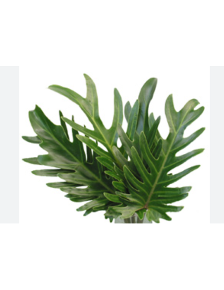Xanadu — 5 / 10 / 15 / 20 Bunches | Wholesale & Bulk Tropical Greenery