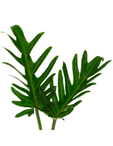 Xanadu — 5 / 10 / 15 / 20 Bunches | Wholesale & Bulk Tropical Greenery