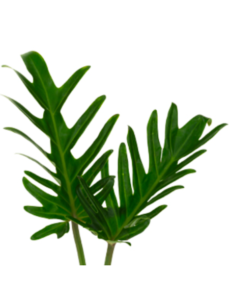 Xanadu — 5 / 10 / 15 / 20 Bunches | Wholesale & Bulk Tropical Greenery