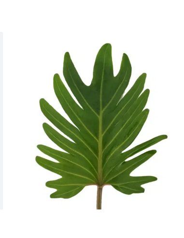 Xanadu — 5 / 10 / 15 / 20 Bunches | Wholesale & Bulk Tropical Greenery
