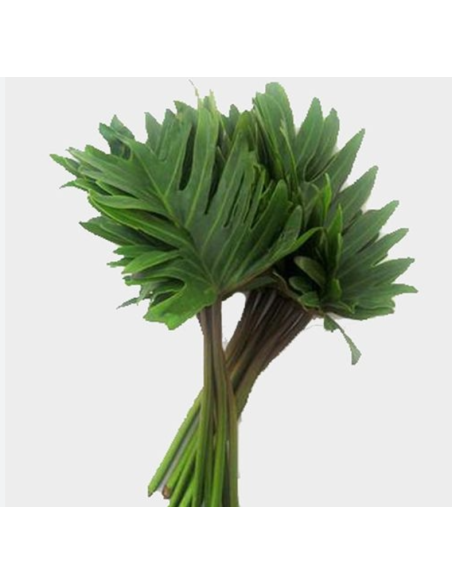 Xanadu — 5 / 10 / 15 / 20 Bunches | Wholesale & Bulk Tropical Greenery