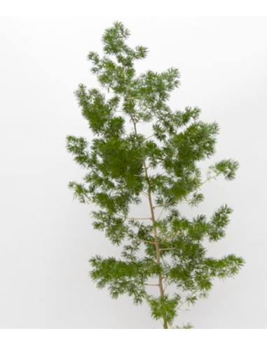 Wholesale Ming Fern bunched for floral arrangements