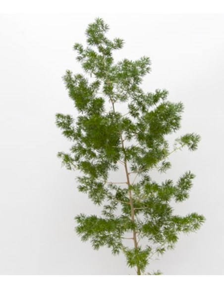 Ming 5 / 10 / 15 / 20 bunches