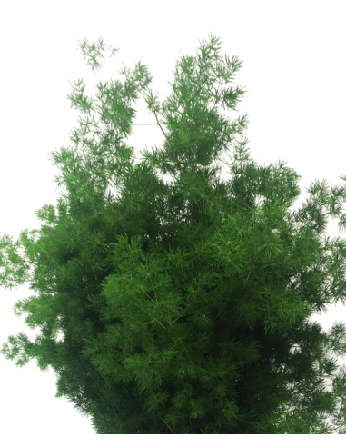 Wholesale Ming Fern bunched for floral arrangements