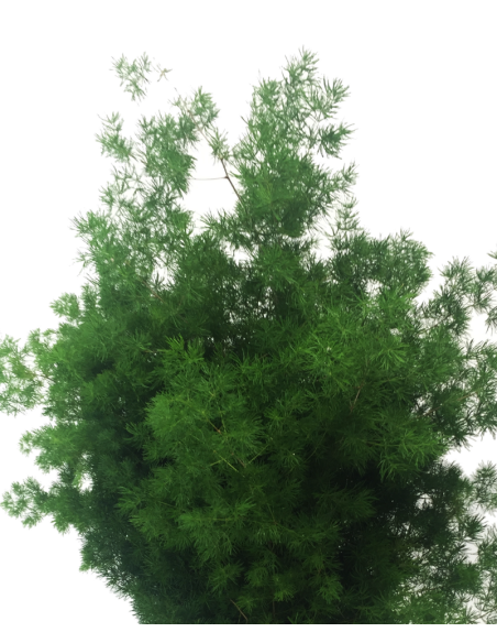 Wholesale Ming Fern bunched for floral arrangements