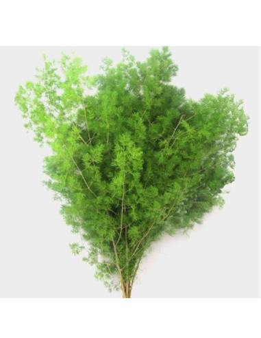 Wholesale Ming Fern bunched for floral arrangements