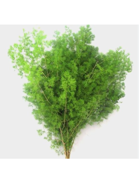 Wholesale Ming Fern bunched for floral arrangements