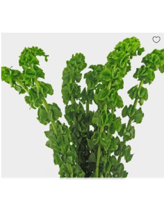 Bells of Ireland 100 stems 32 inches tall BULK BOX