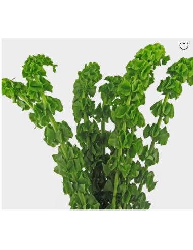 Bells of Ireland – Wholesale & Bulk Fresh Green Stems for Weddings & Events
