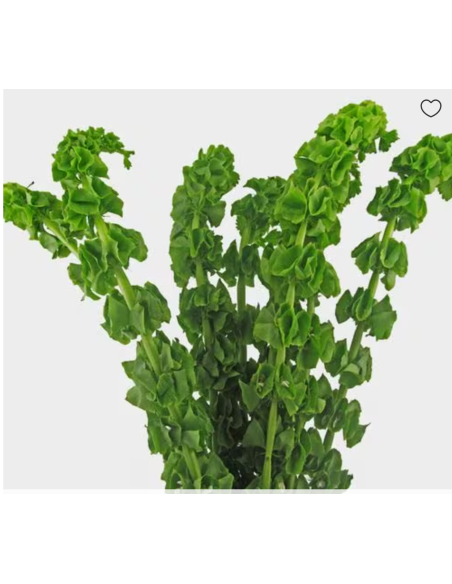 Bells of Ireland 100 stems 90cm tall BULK BOX