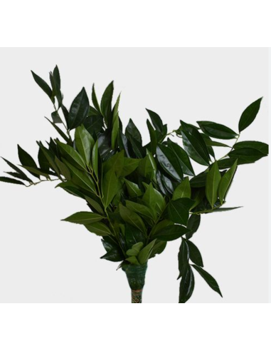 Cocculus 150 stems BULK BOX Cocculus 150 stems BULK BOX