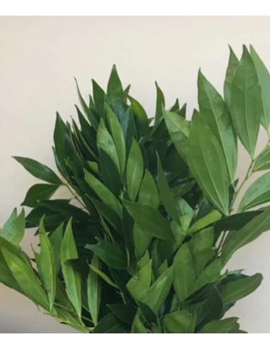 Cocculus 150 stems BULK BOX Cocculus 150 stems BULK BOX