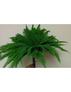 Umbrella Fern By the Box 2