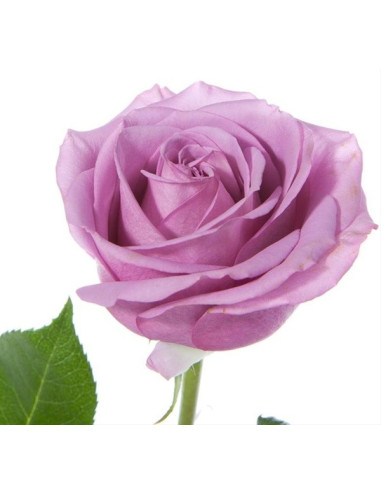Cool Water Lavender Rose