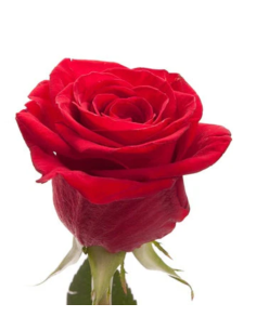 Freedom Roses 250 Stems 50cm cm BULK BOX 2