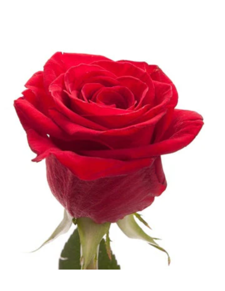 Freedom Roses 250 Stems 50cm cm BULK BOX