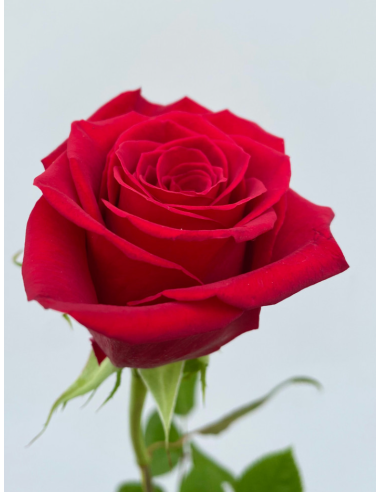 Freedom Roses 250 Stems 50cm cm BULK BOX Freedom Roses 250 Stems 50cm cm BULK BOX