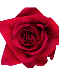 Freedom Roses 250 Stems 50cm cm BULK BOX