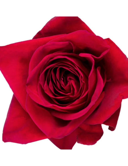 Freedom Roses 250 Stems 50cm cm BULK BOX