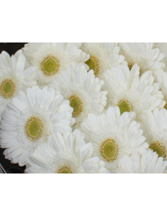 mini gerbera daisy venezi