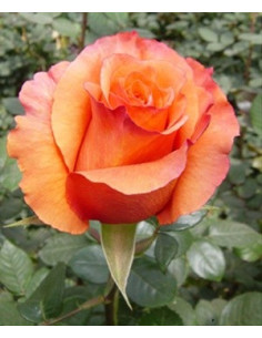 Milva Orange  Rose