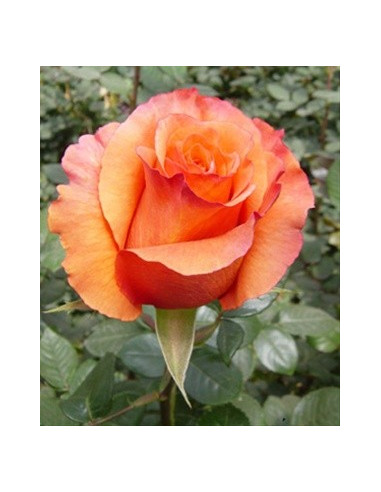 Milva Orange  Rose