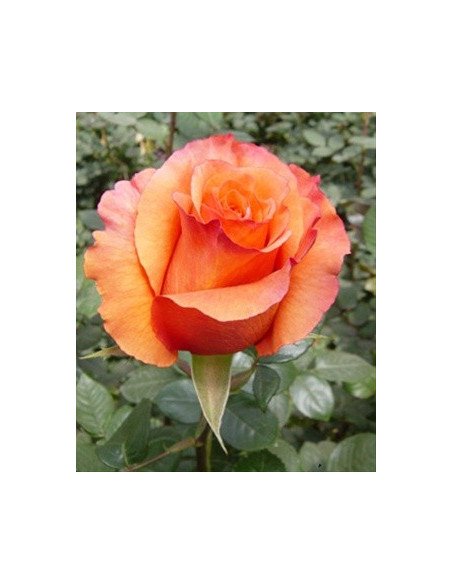 Milva Orange  Rose