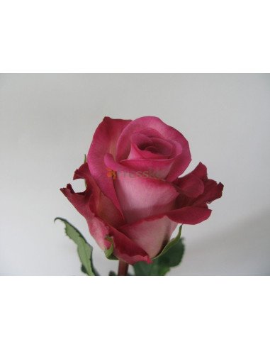 Classic Cezanne Roses 50 / 100 / 200 stems