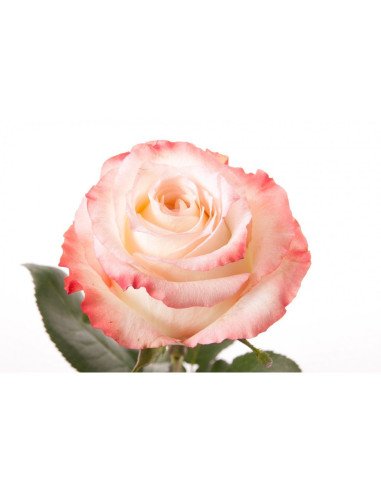 Cabaret Roses 50 / 100 / 200 stems Cabaret Roses 50 / 100 / 200 stems
