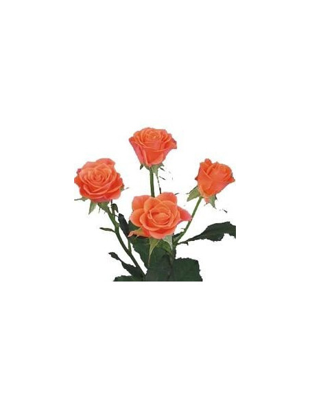 Spray Rose Solid Orange By the Box 100 stems