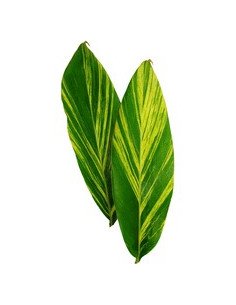 Ginger Leaves Variegated
