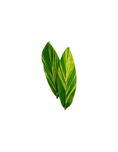 Ginger Leaves Variegated
