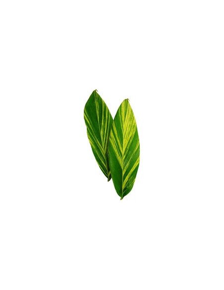 Ginger Leaves Variegated Ginger Leaves Variegated