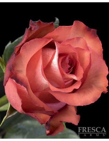 Iguana Roses Iguana Roses