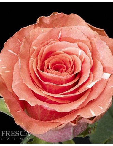 Amsterdam Coral Roses 50 /100 / 200 stems