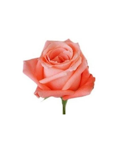 Marlyse Coral Roses Marlyse Coral Roses