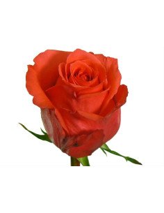 Rockstar Orange Rose