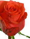 Rockstar Orange Rose