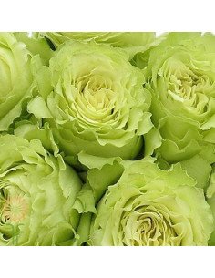 Lemonade Green Rose 125 stems 2