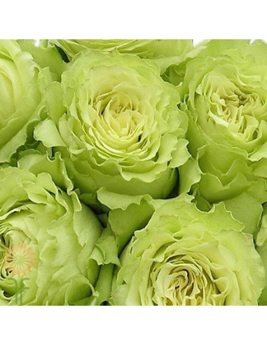 Lemonade Green Rose 125 stems Lemonade Green Rose 125 stems