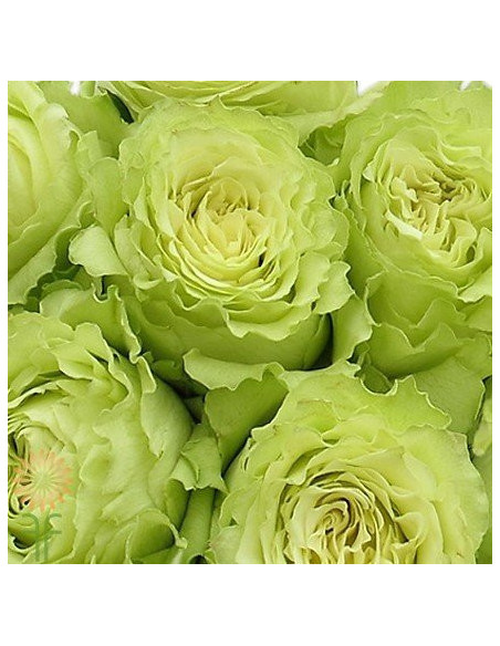 Lemonade Green Rose 125 stems