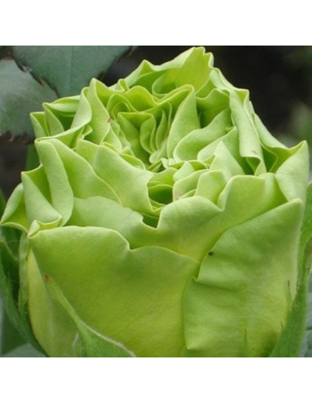 Wimbledon Green Roses 50 / 100 / 200 stems