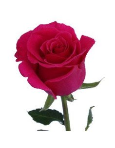 Hot Lady Hot Pink  Roses 2